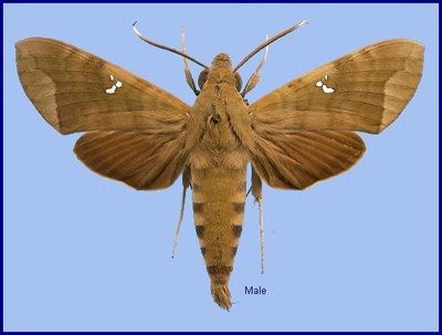 Nephele_hespera