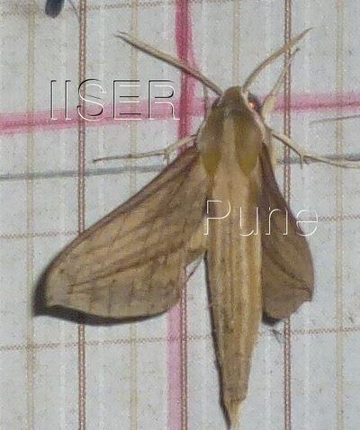 Cechenena_lineosa