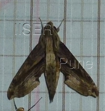 Eupanacra_sinuata