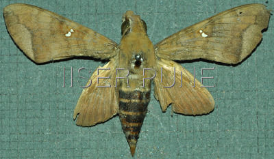 Nephele_hespera