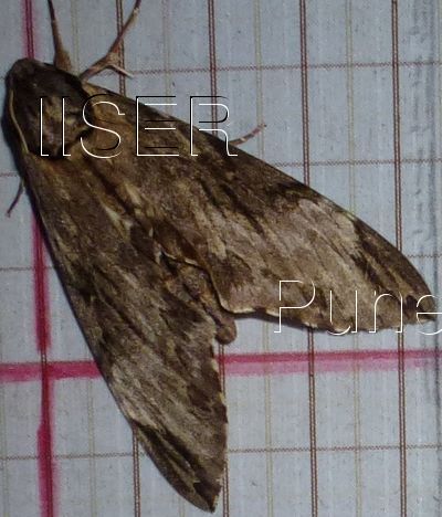 Psilogramma_menephron