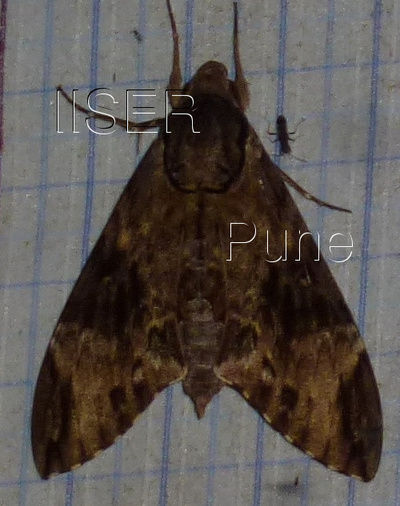 Psilogramma_menephron