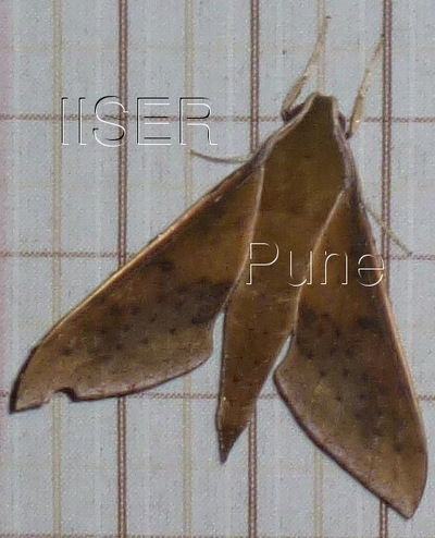 Rhagastis_confusa