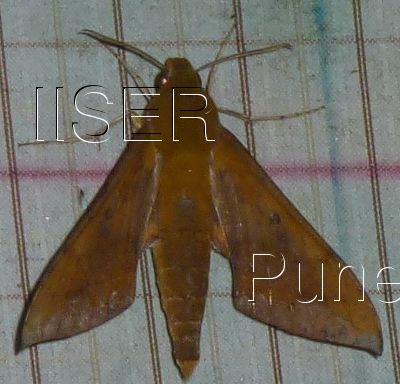 Rhagastis_olivacea