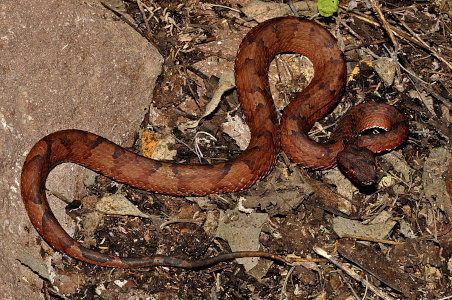 Arunachal Pitviper