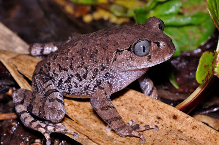 Leptobrachium frog