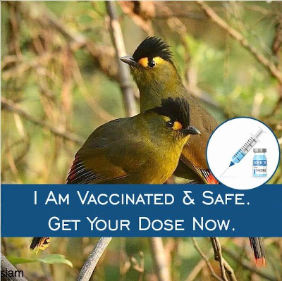 Liocichla Vaccine