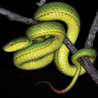 Salazar Pitviper