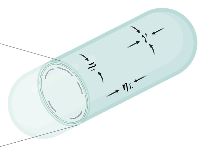 E. coli Cell Mechanics