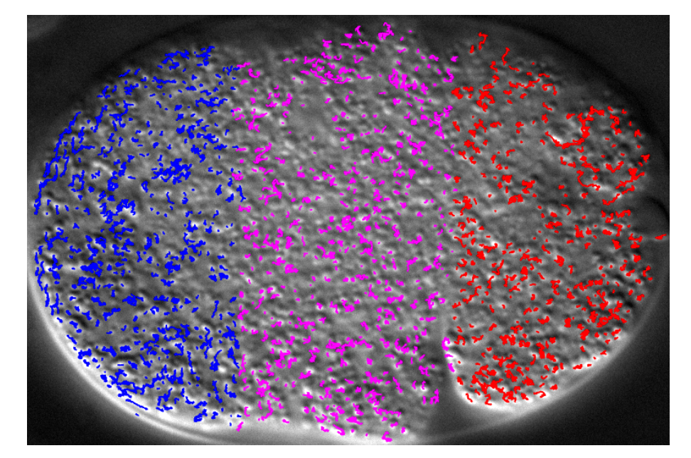 C. elegans Development