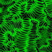 Fernan Federici's lab of Free Technology, Chile