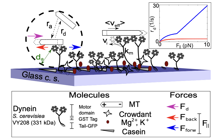 Molecular Motors