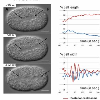 C. elegans spindles from Delattre Lab